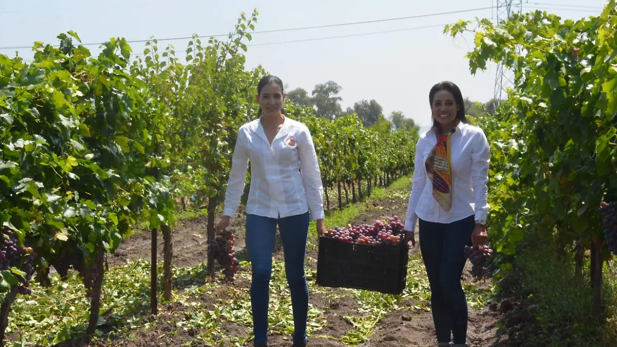 Lupita y Estela Guerrero han sido de gran apoyo para esta cosecha de uvas en La Estancia.